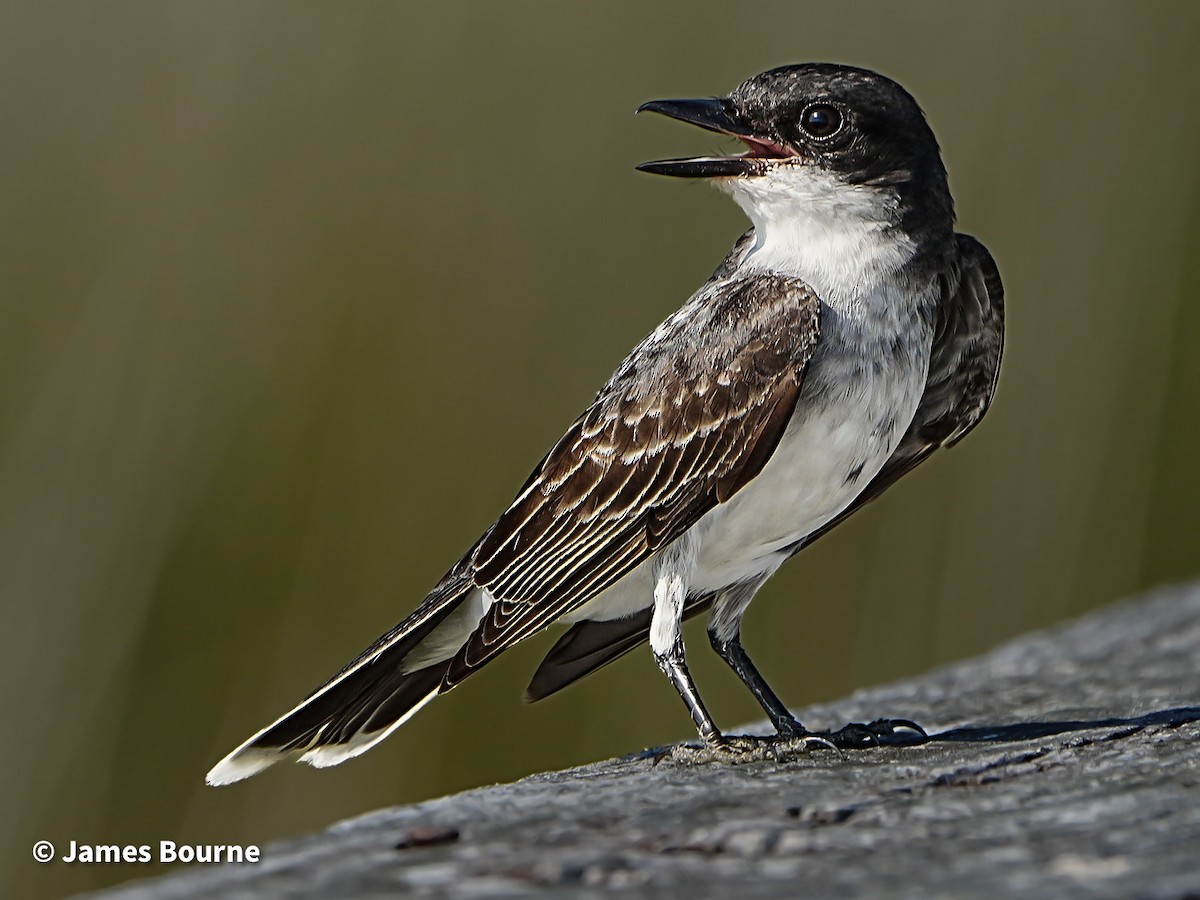 Eastern Kingbird - ML638403484