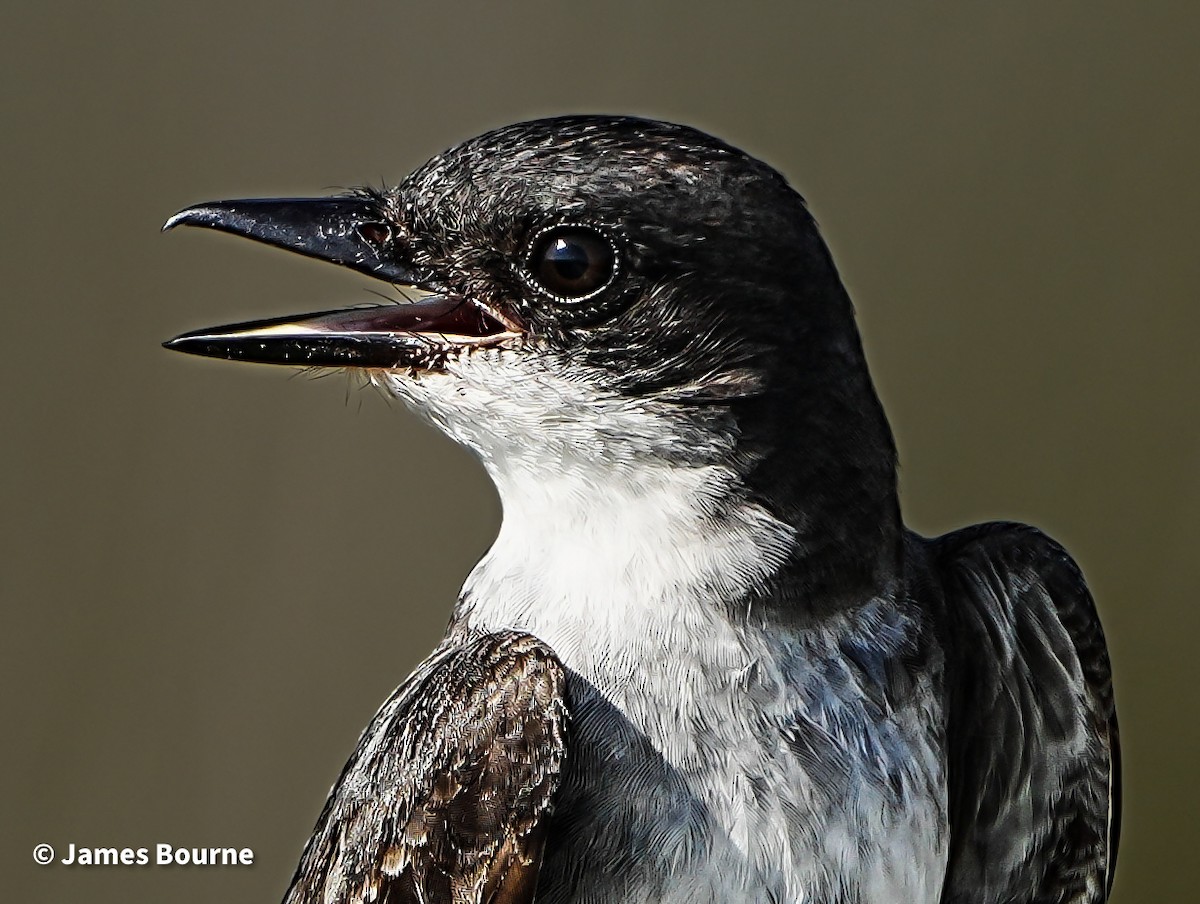 Eastern Kingbird - ML638403485