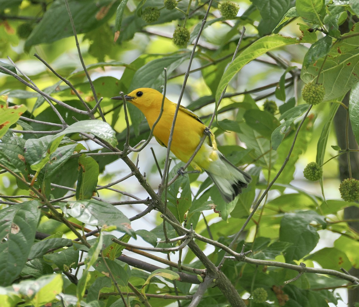 Prothonotary Warbler - ML638403489