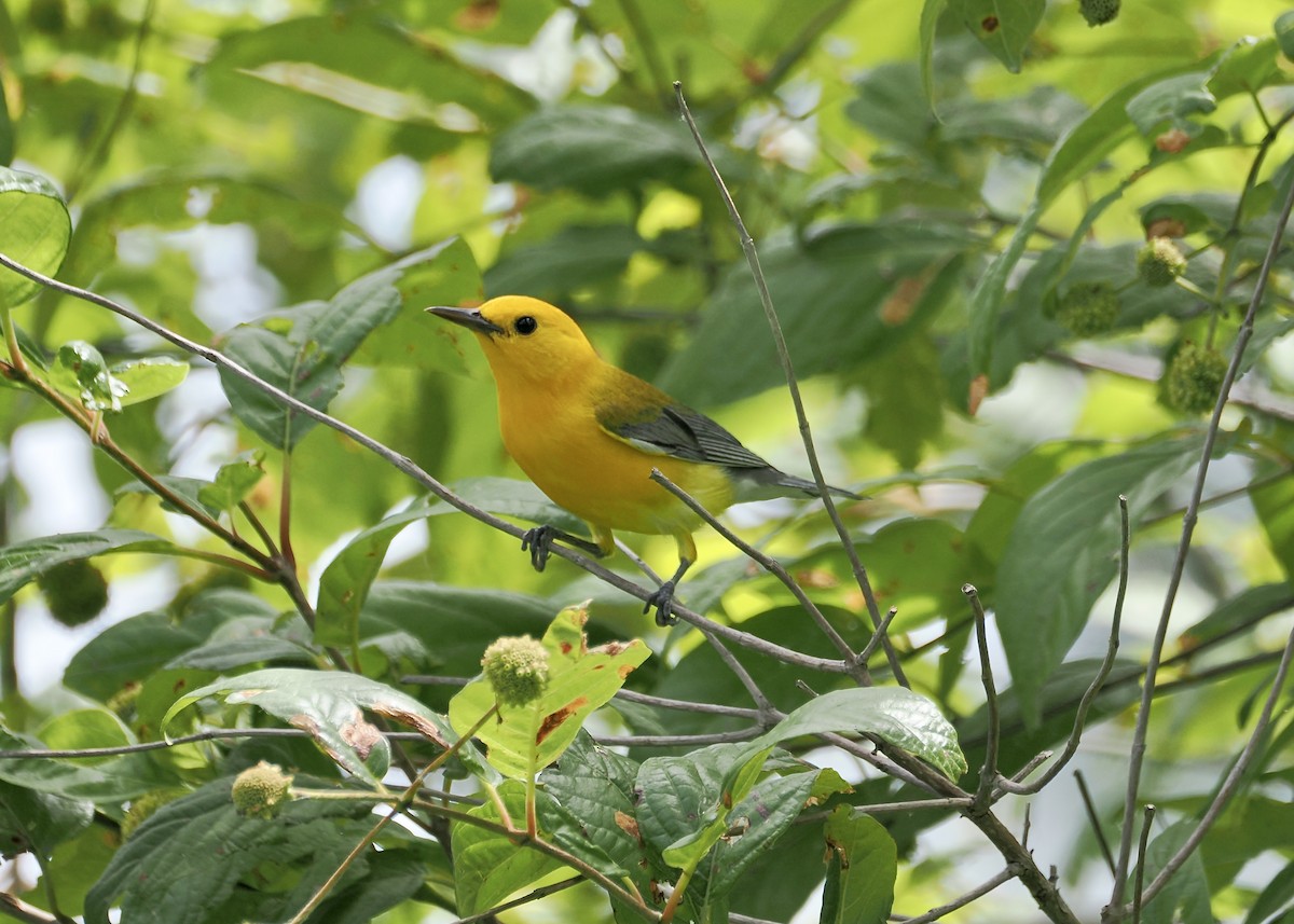 Prothonotary Warbler - ML638403496