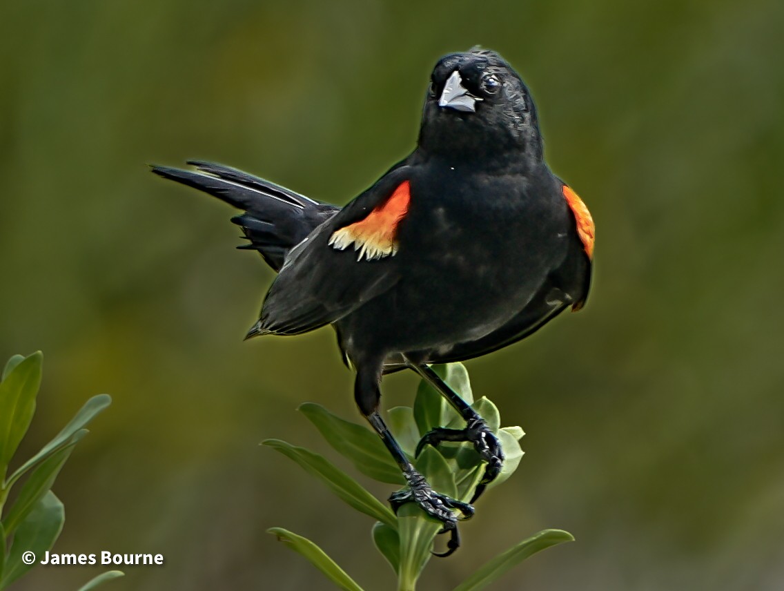 Red-winged Blackbird - ML638403524