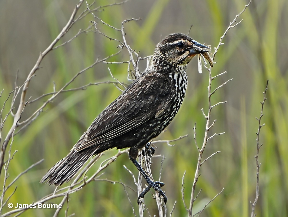 Red-winged Blackbird - ML638403525