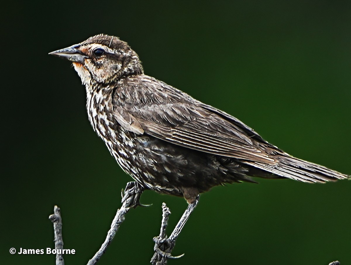 Red-winged Blackbird - ML638403526