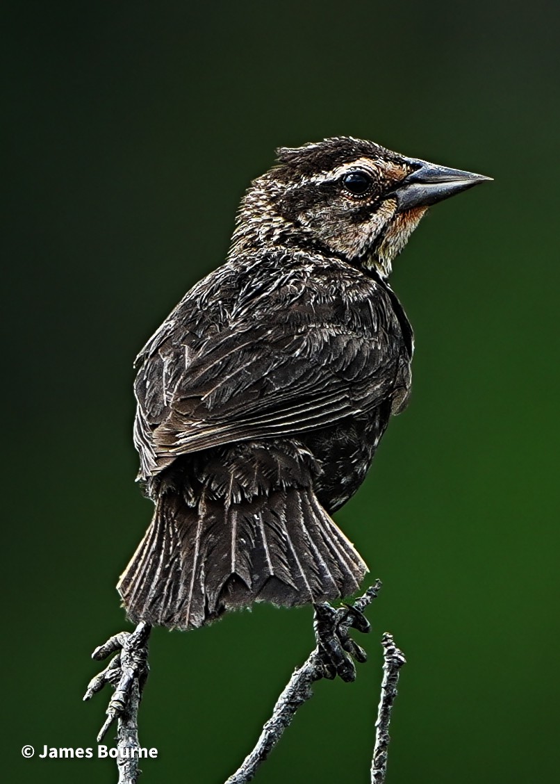 Red-winged Blackbird - ML638403527