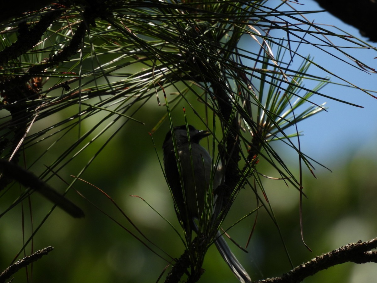 Carolina Chickadee - ML638403536