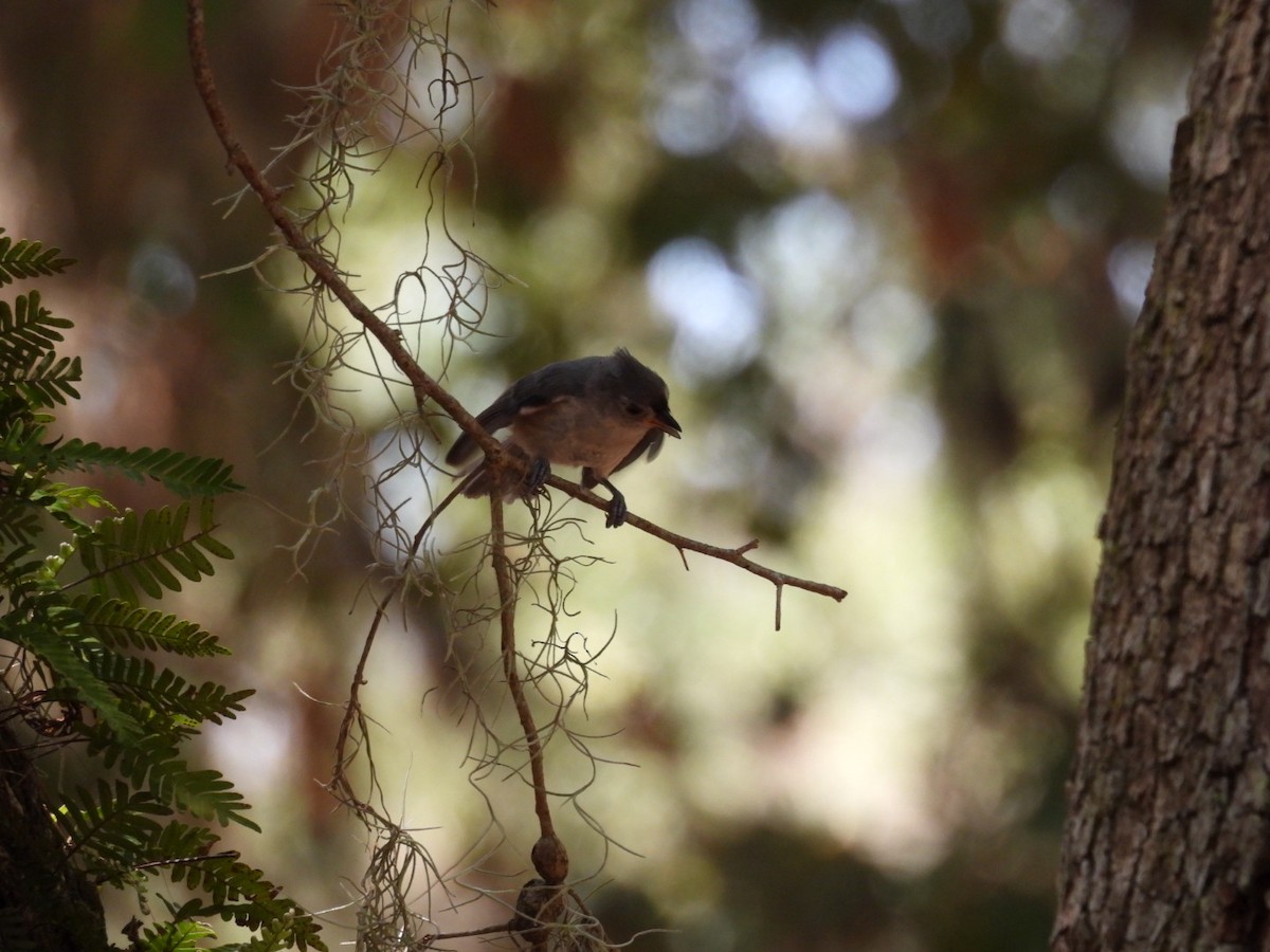 Tufted Titmouse - ML638403540