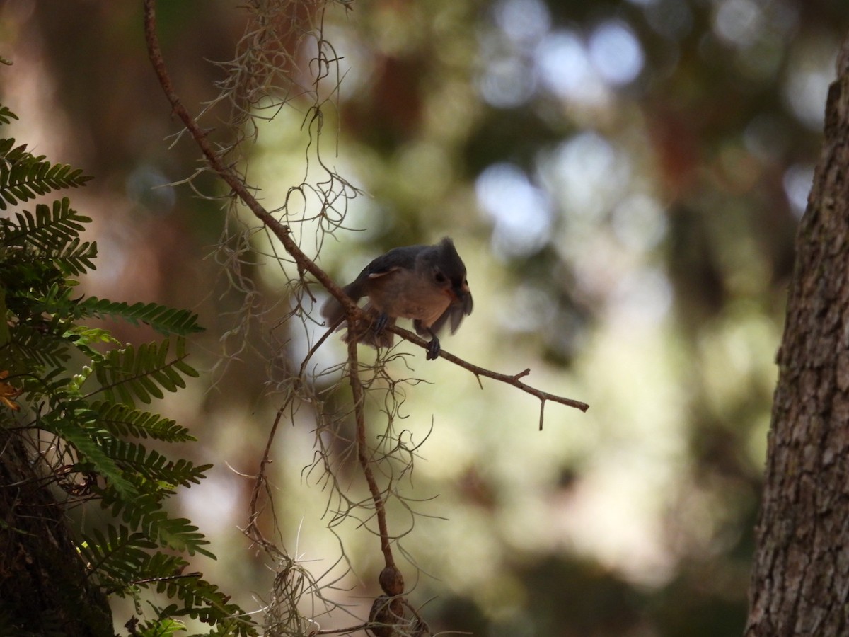Tufted Titmouse - ML638403542