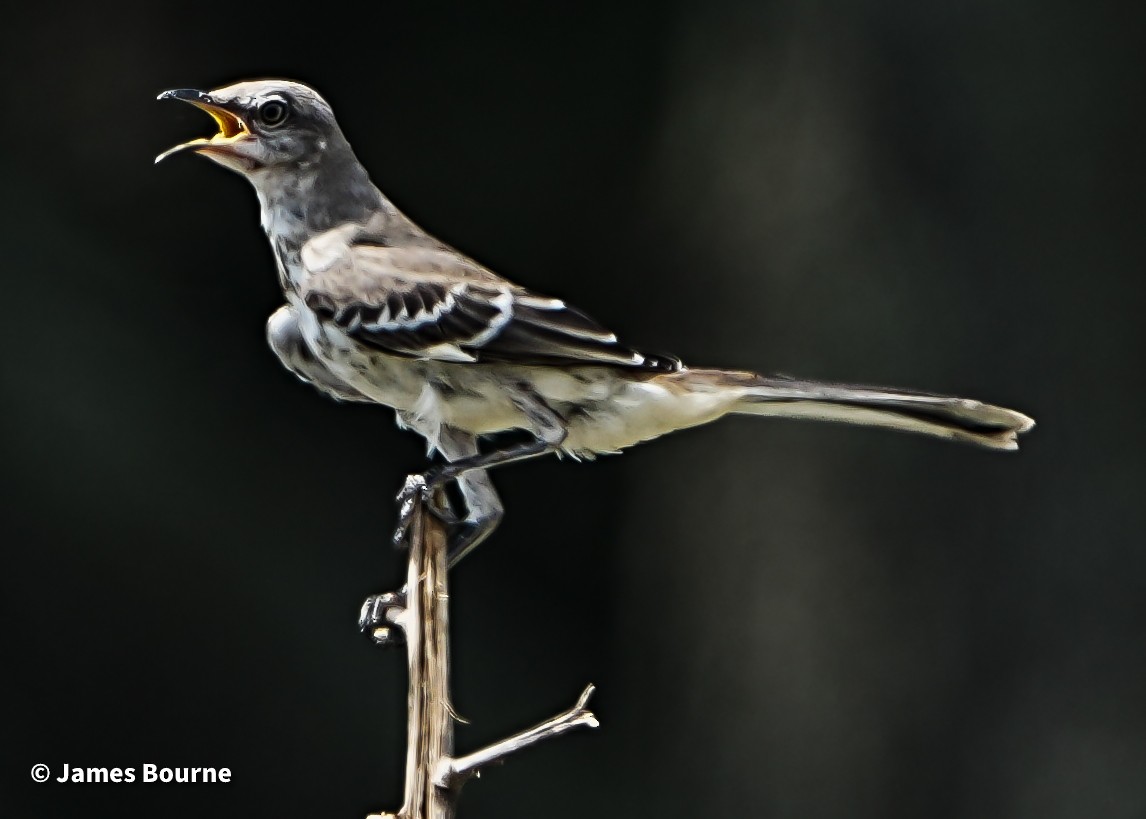 Northern Mockingbird - ML638403543