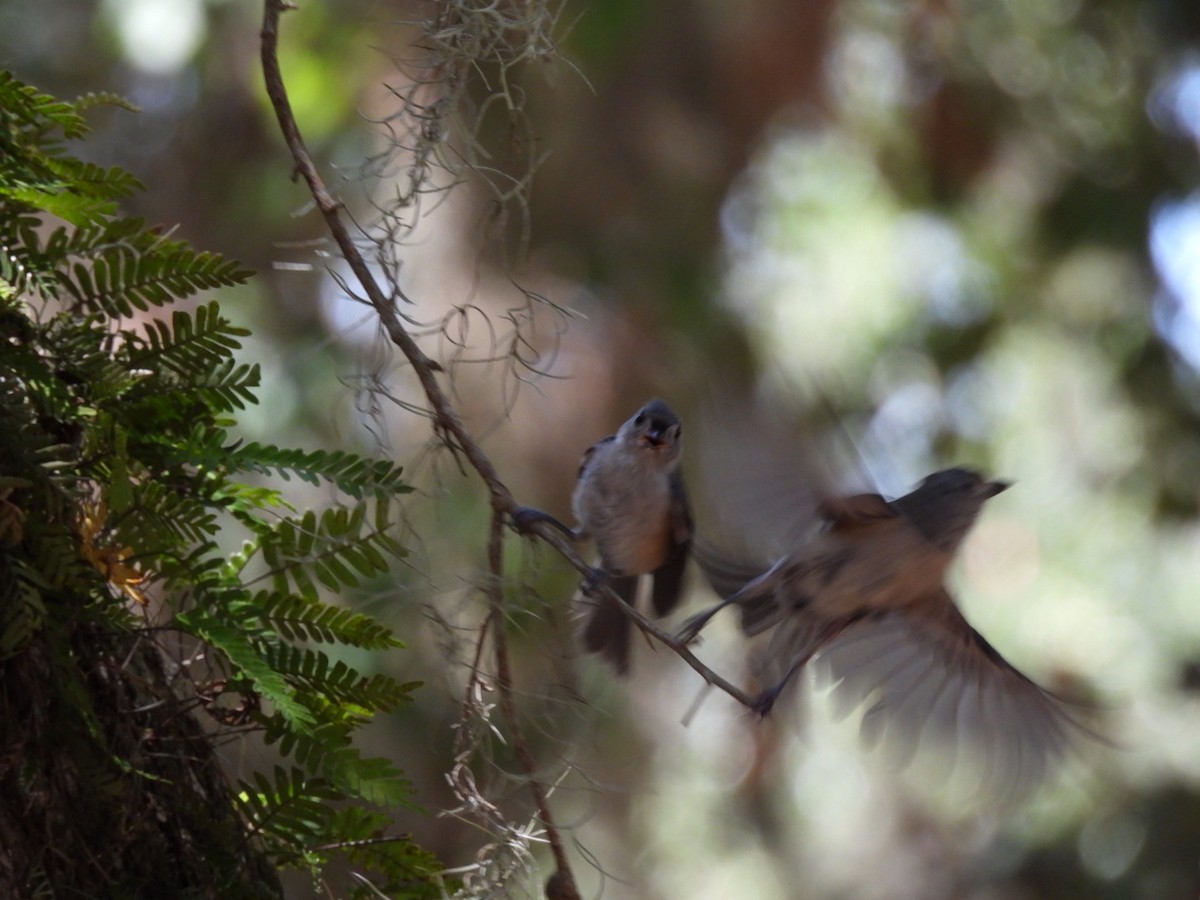 Tufted Titmouse - ML638403545