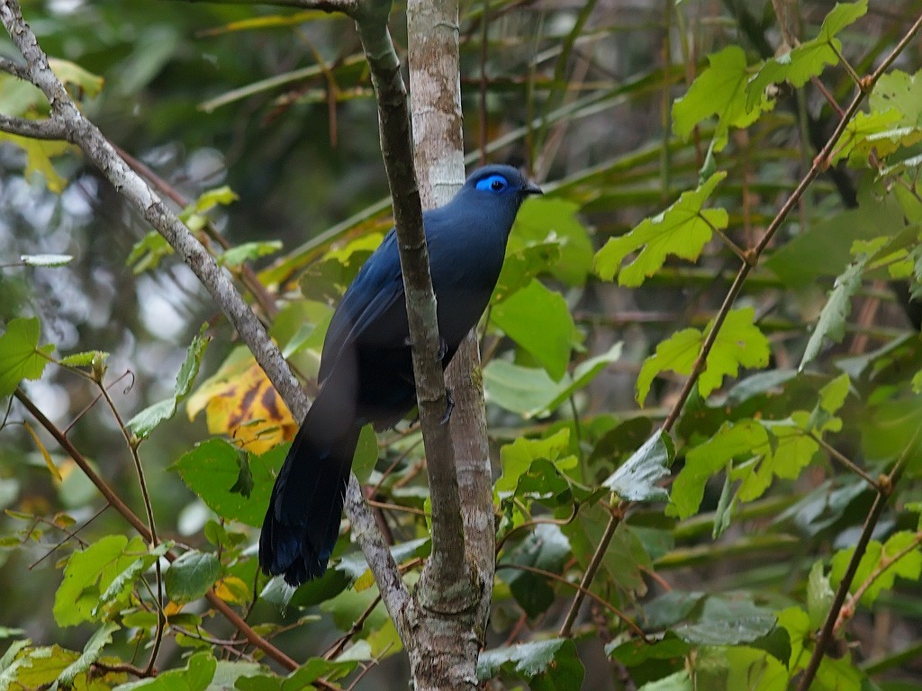 Blue Coua - ML638403547