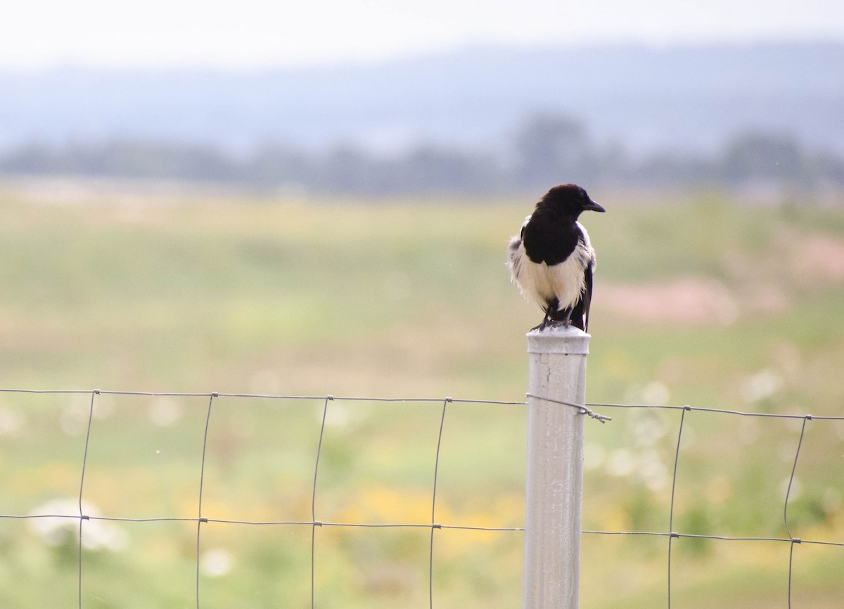 Black-billed Magpie - ML638403554