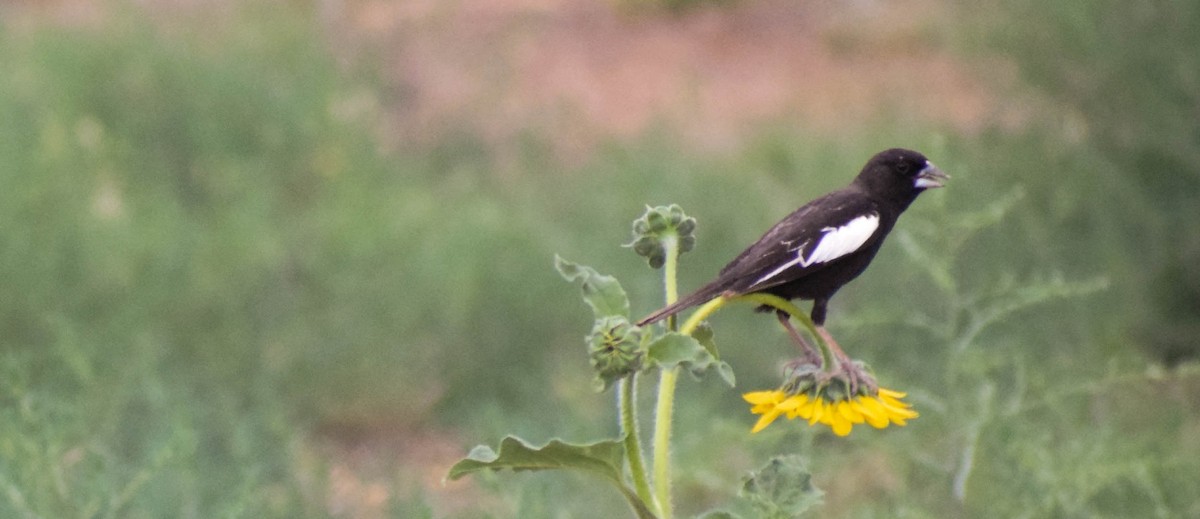 Lark Bunting - ML638403560