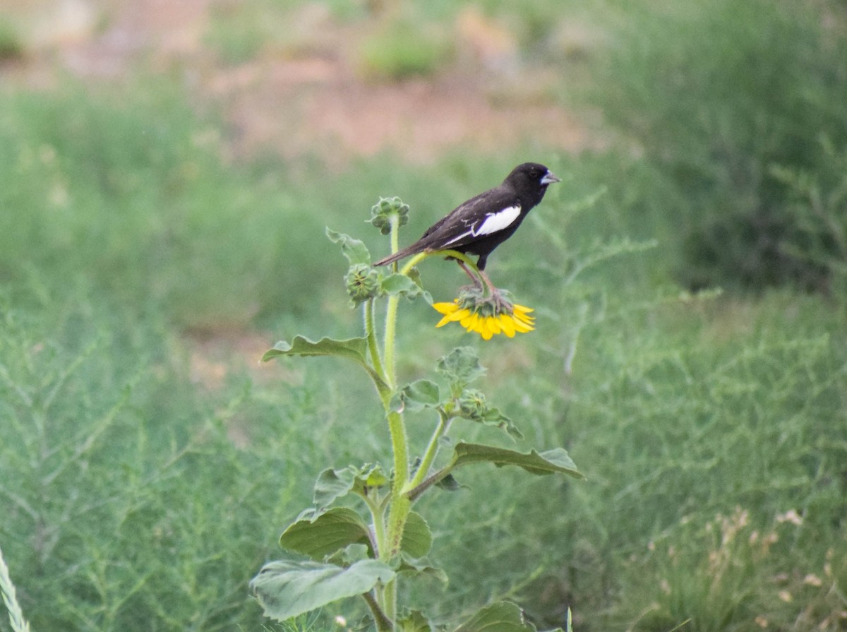 Lark Bunting - ML638403561