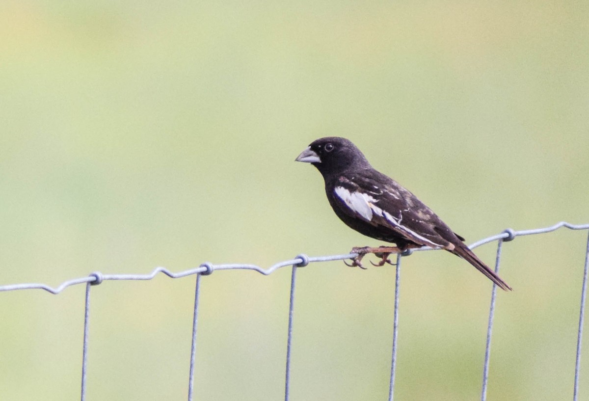 Lark Bunting - ML638403562