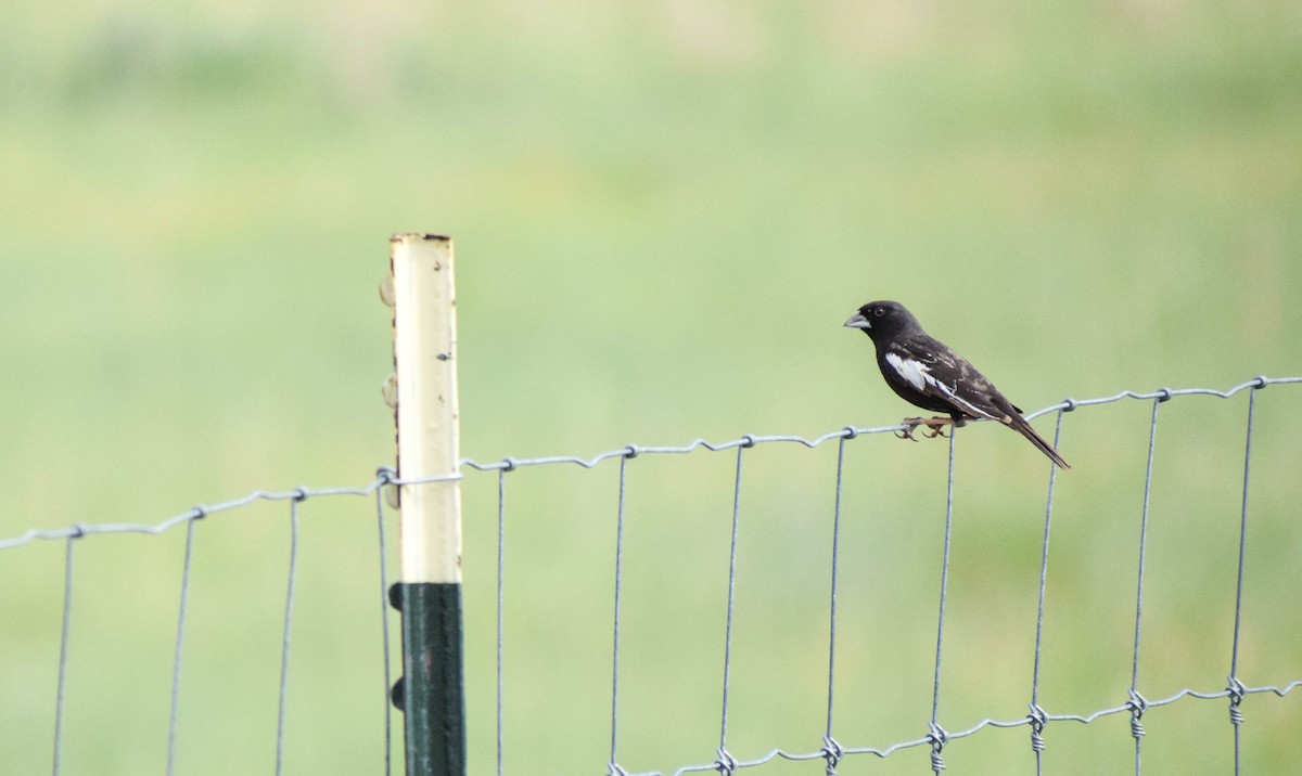 Lark Bunting - ML638403563