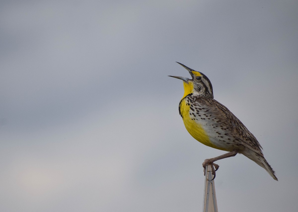 Western Meadowlark - ML638403572