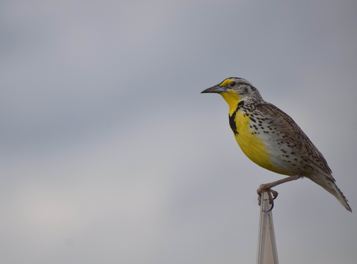 Western Meadowlark - ML638403575
