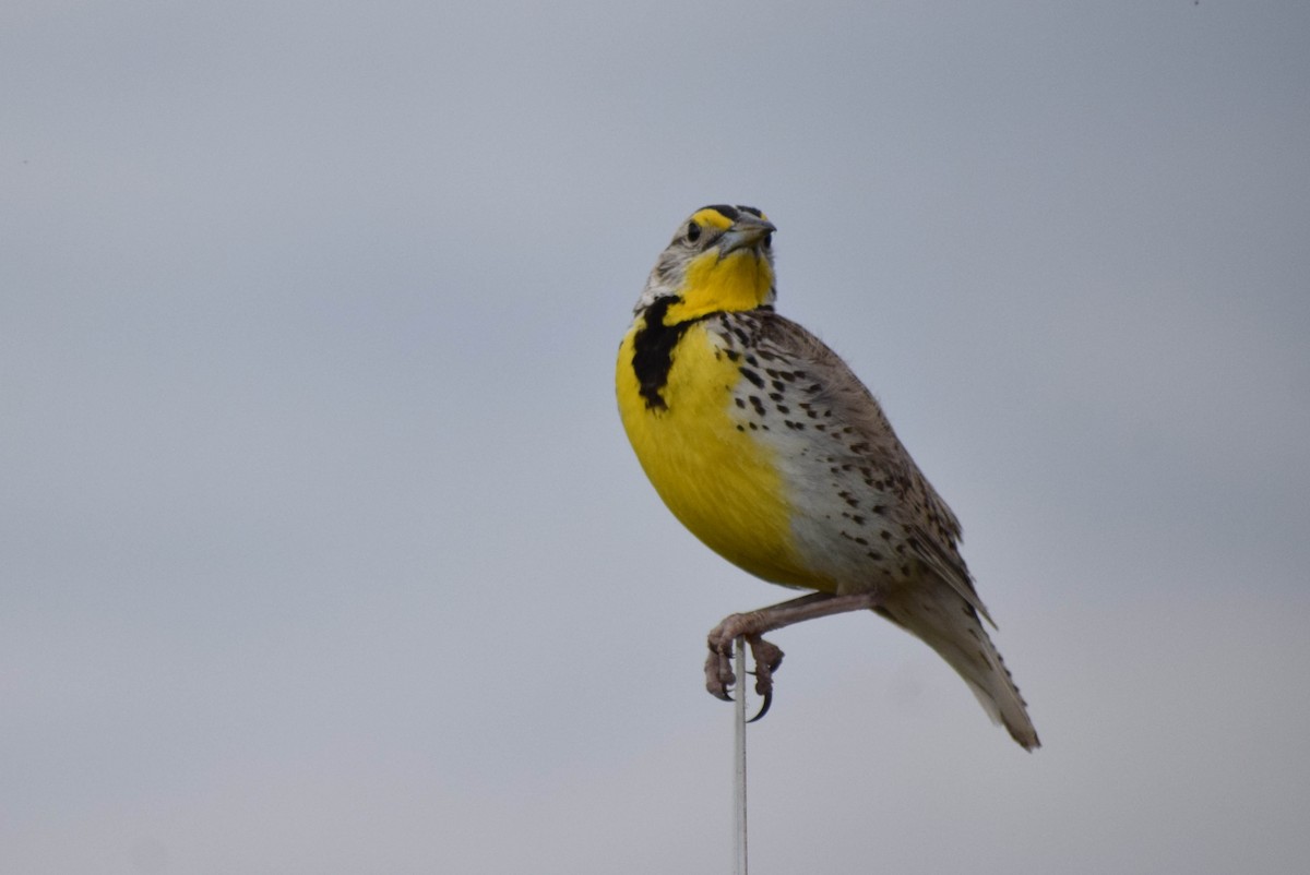 Western Meadowlark - ML638403576