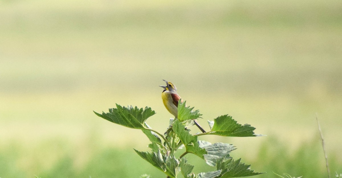 Dickcissel - ML638403581