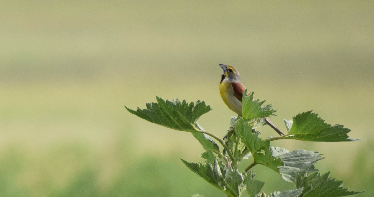 Dickcissel - ML638403586