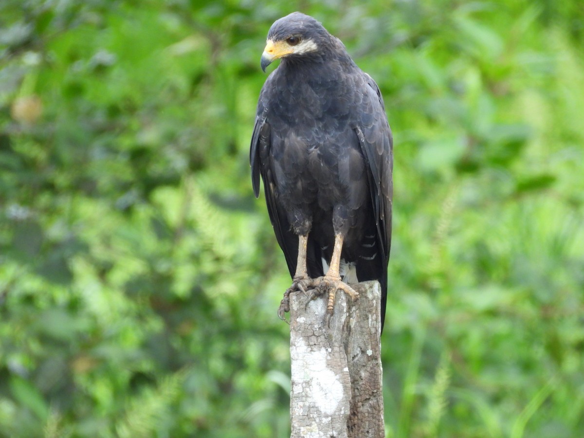 Common Black Hawk - ML638403588
