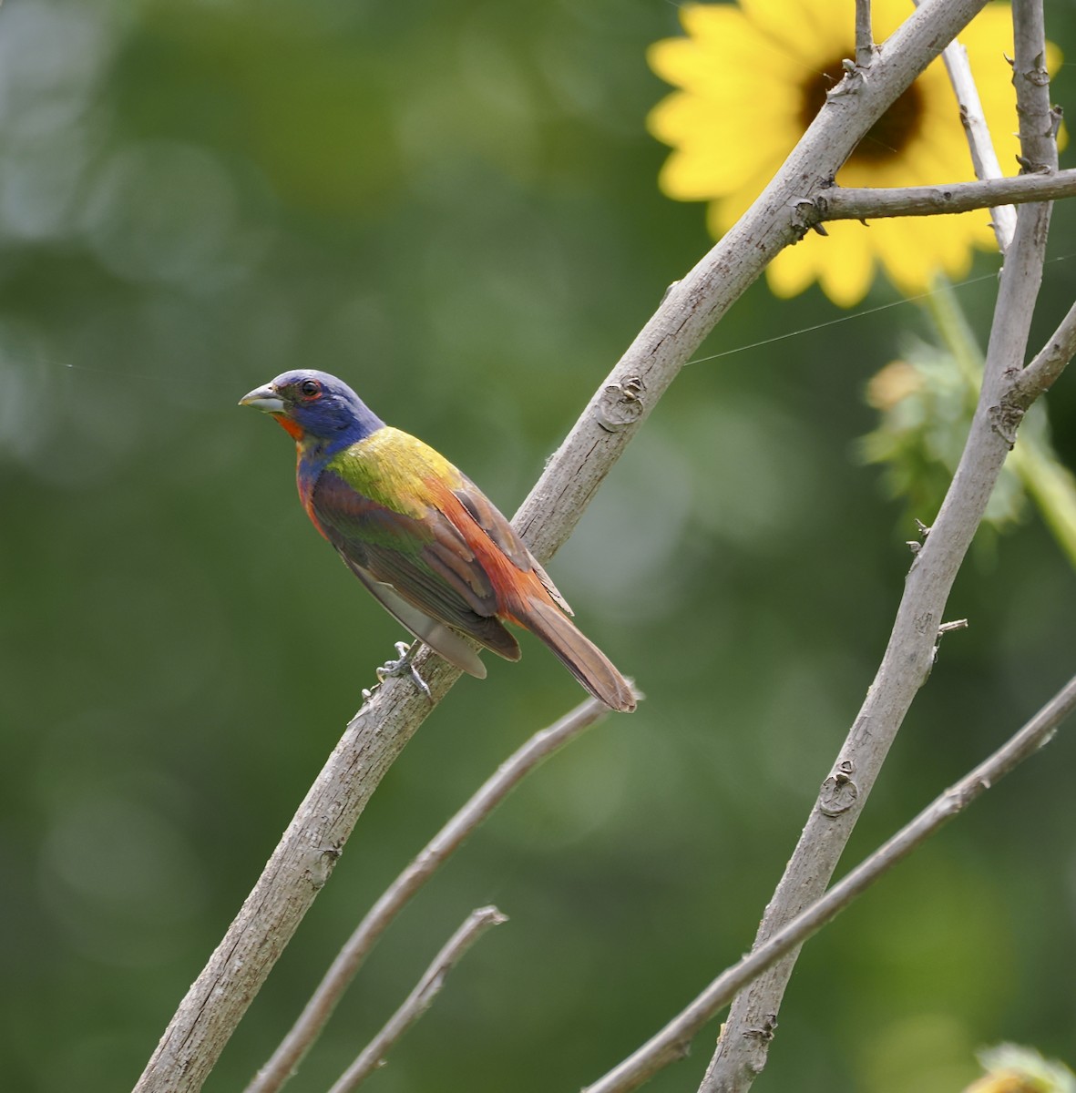 Painted Bunting - ML638403589