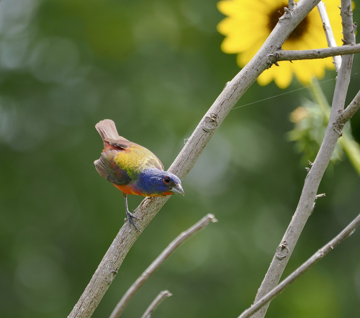 Painted Bunting - ML638403596