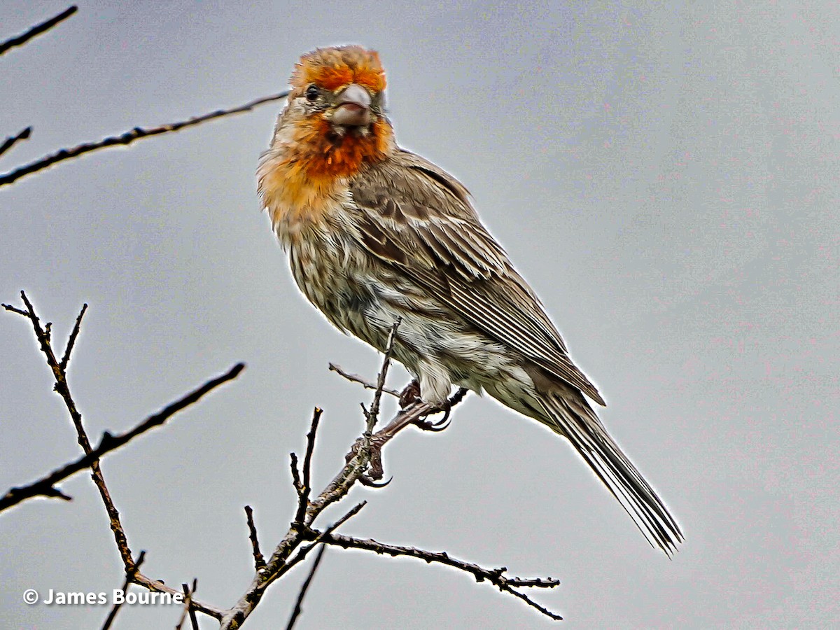House Finch - ML638403622