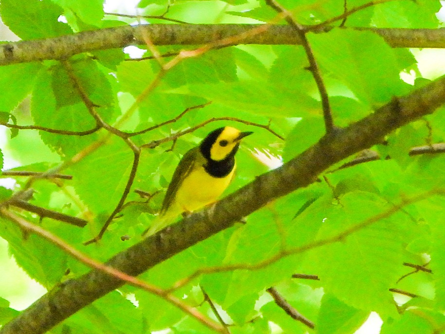 Hooded Warbler - ML638403642