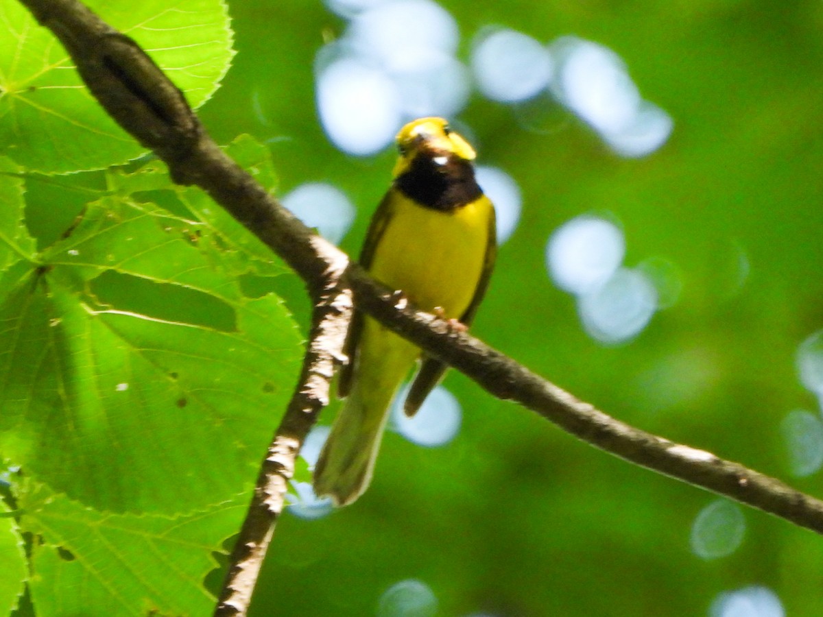 Hooded Warbler - ML638403645