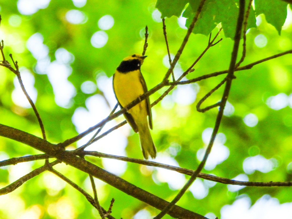 Hooded Warbler - ML638403647