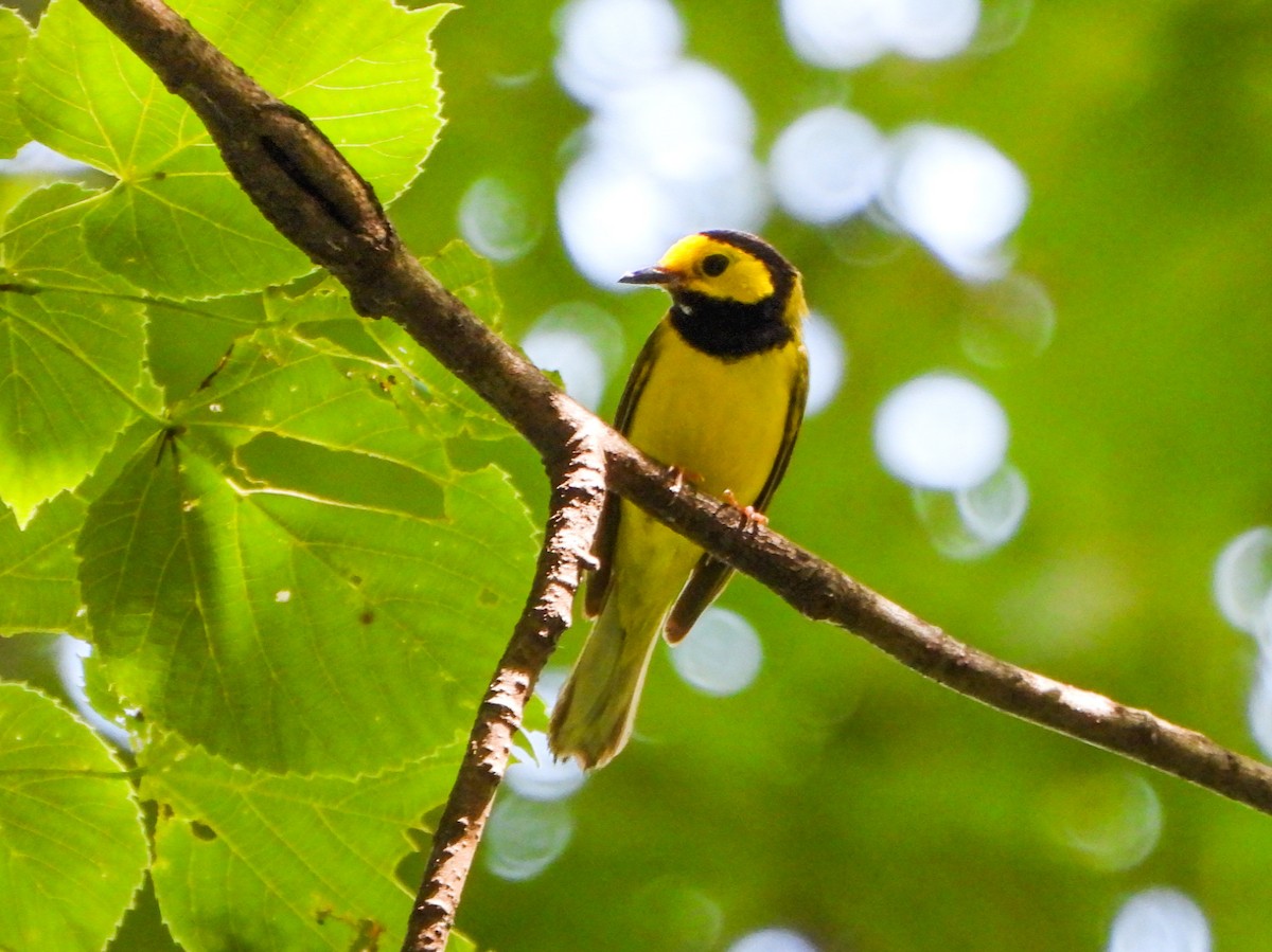 Hooded Warbler - ML638403649