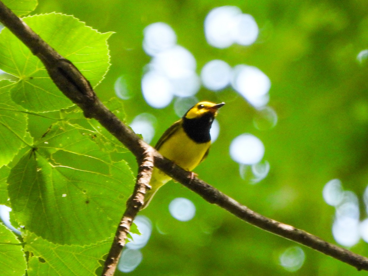 Hooded Warbler - ML638403651