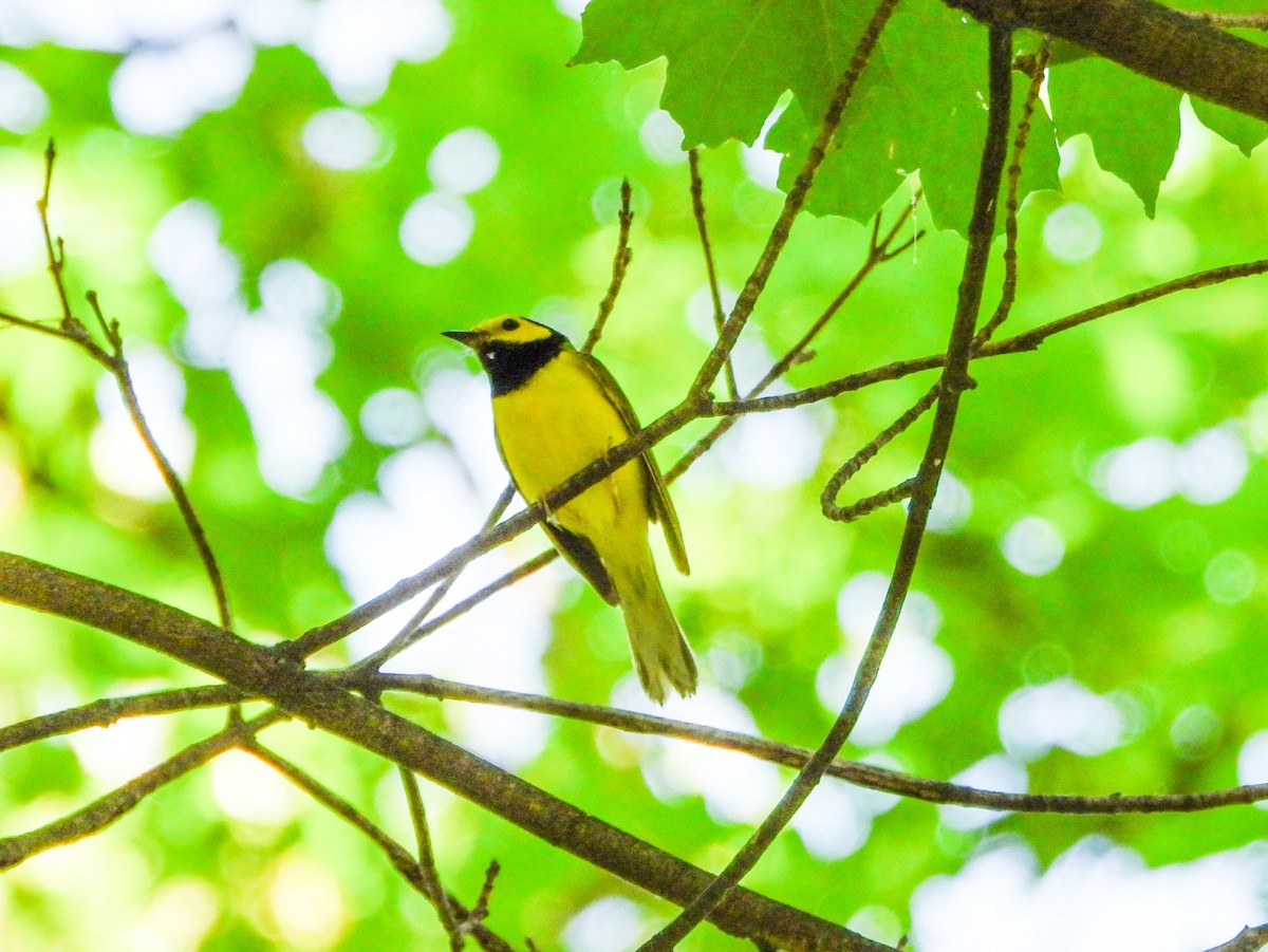 Hooded Warbler - ML638403652