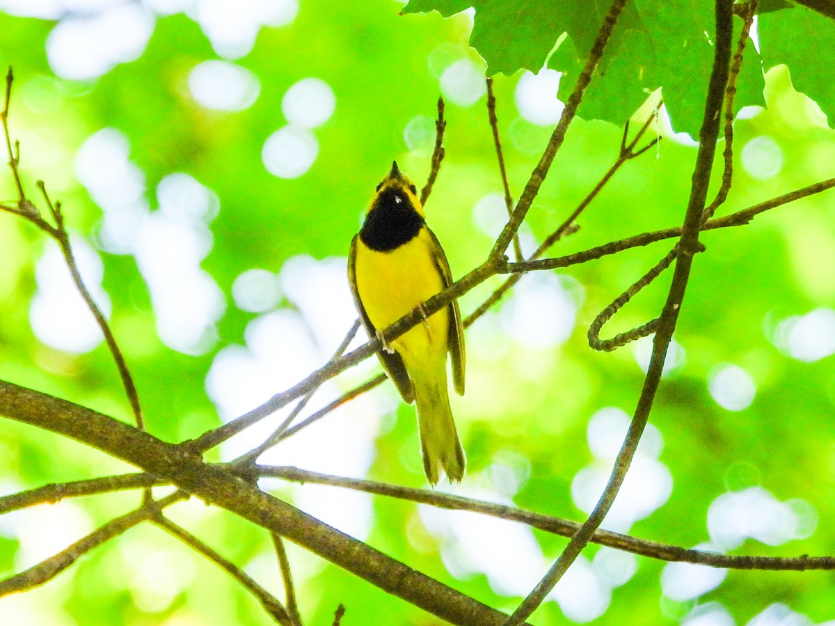 Hooded Warbler - ML638403653