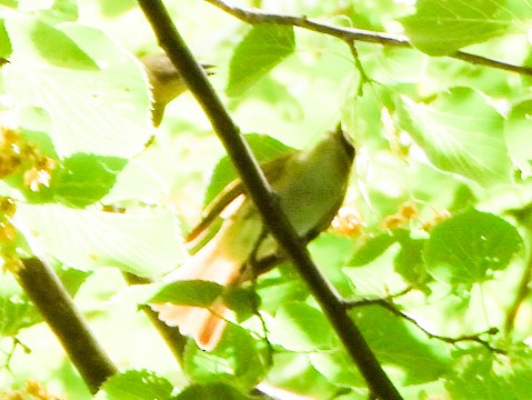 Red-eyed Vireo - ML638403657