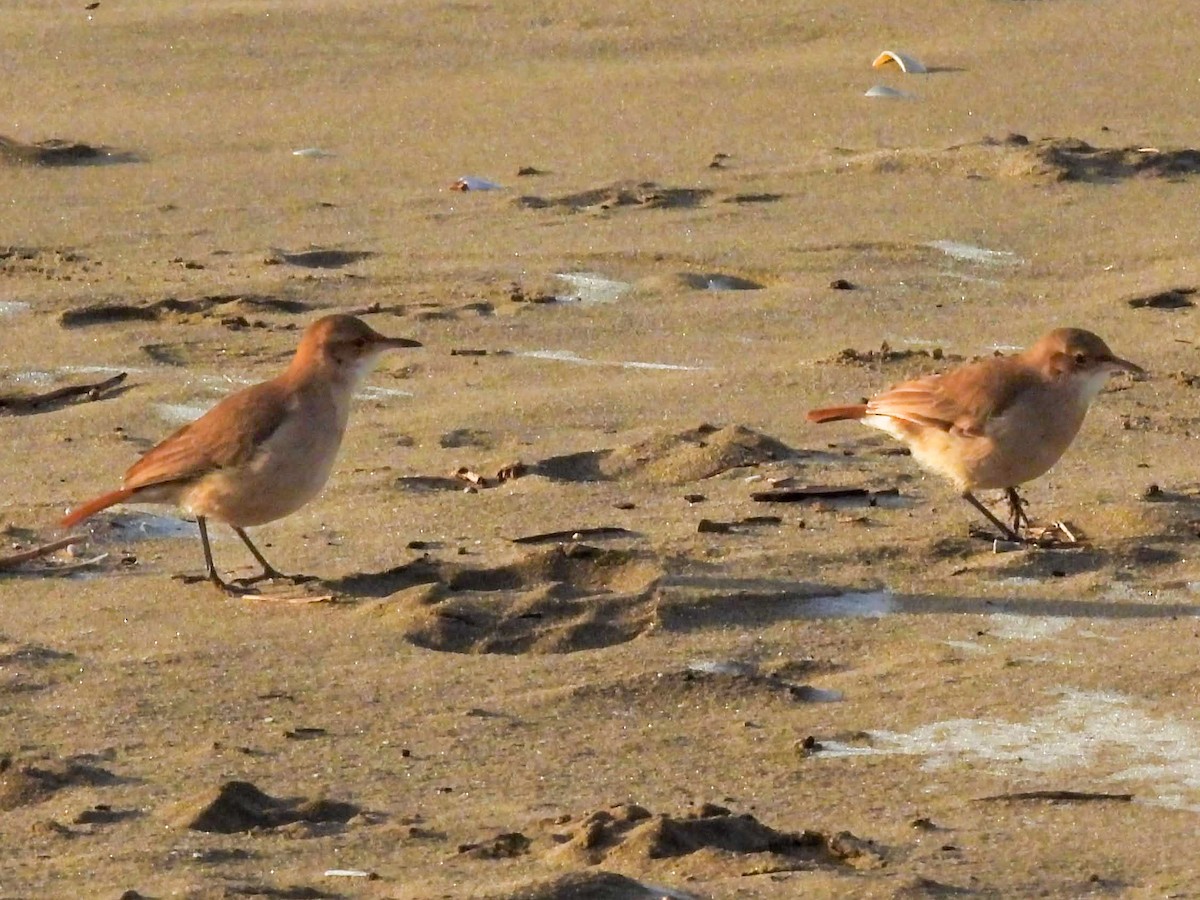 Rufous Hornero - ML638403658