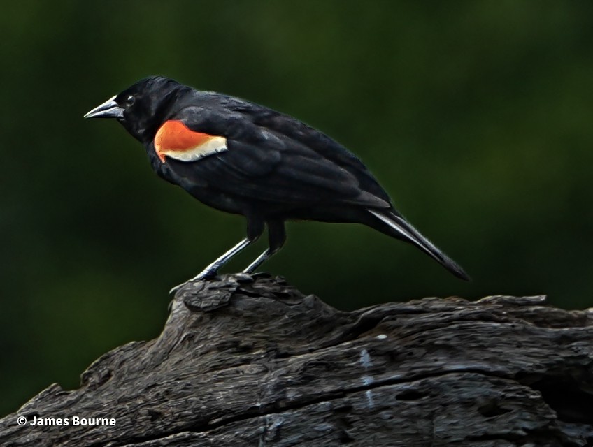 Red-winged Blackbird - ML638403665