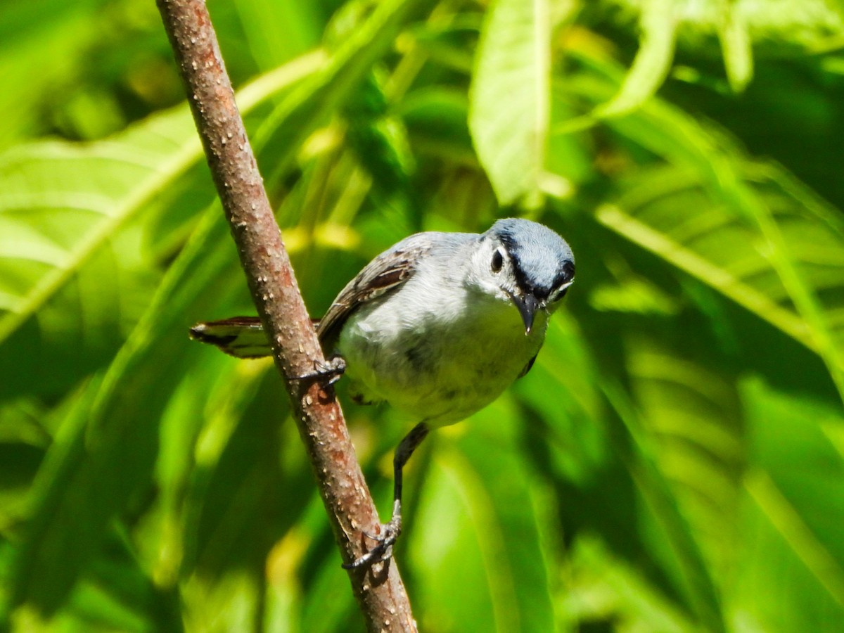 Blue-gray Gnatcatcher - ML638403668