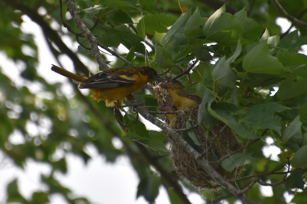 Baltimore Oriole - ML638403669