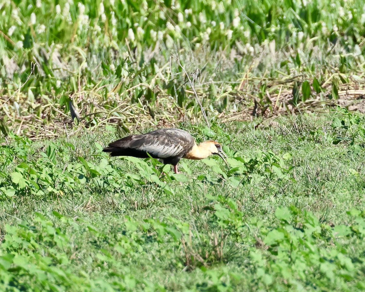 Buff-necked Ibis - ML638403670
