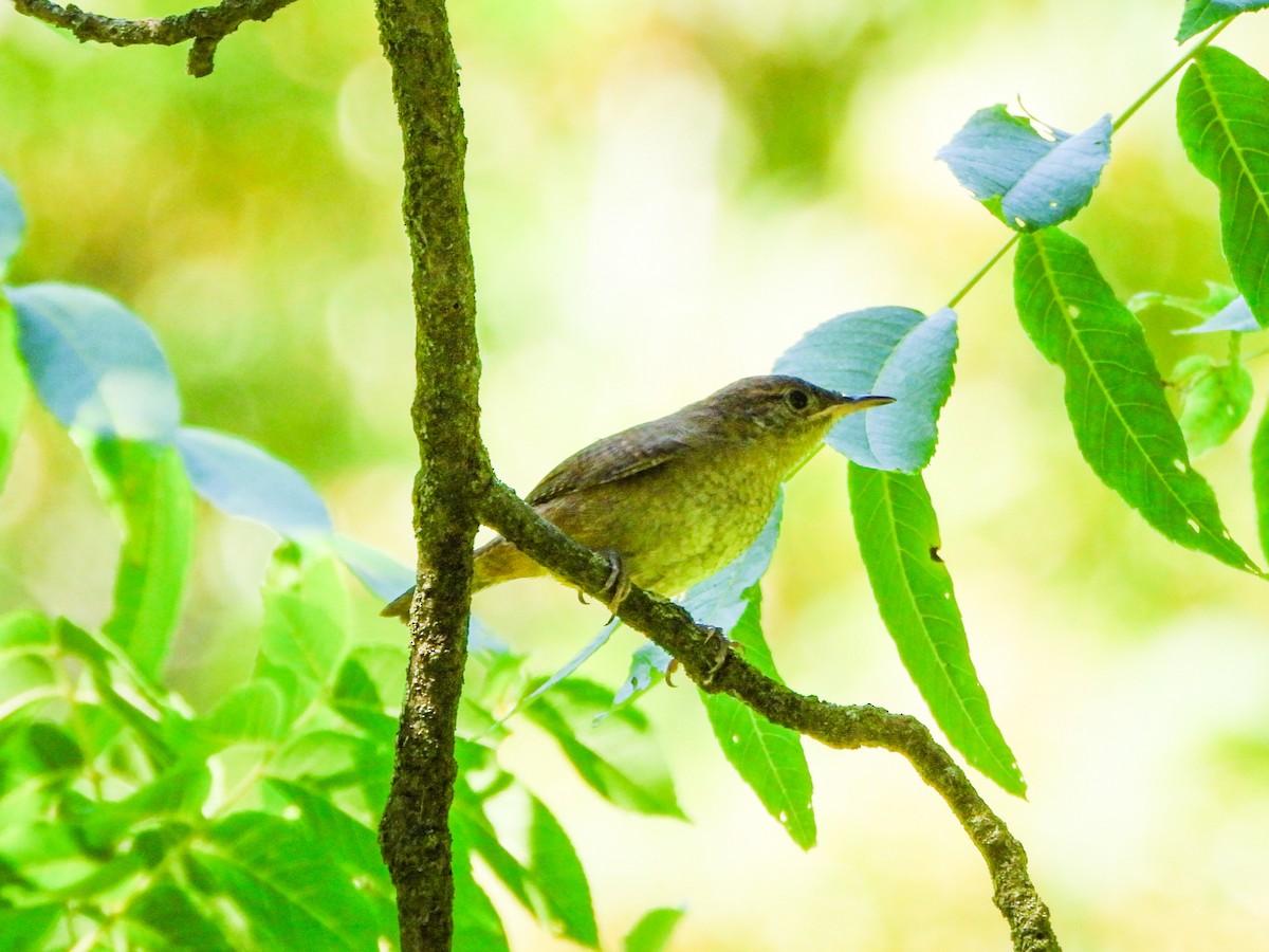 Northern House Wren - ML638403672