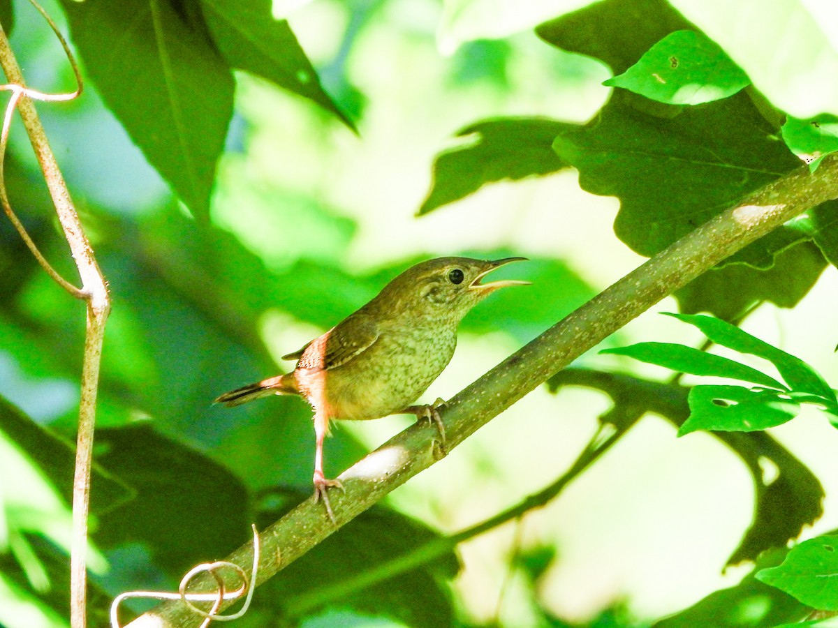 Northern House Wren - ML638403673