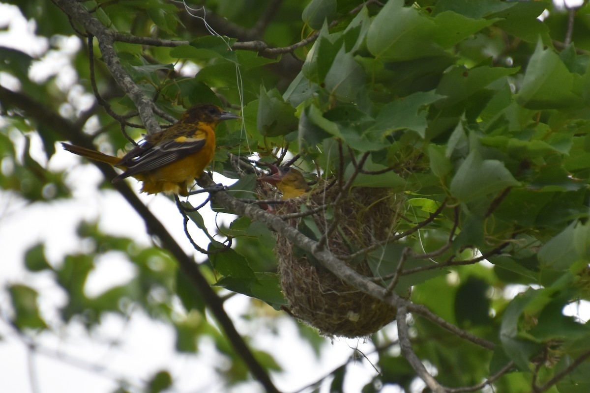 Baltimore Oriole - ML638403678