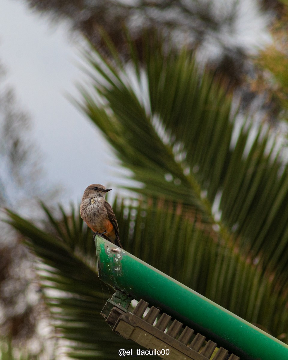 Vermilion Flycatcher - ML638403688