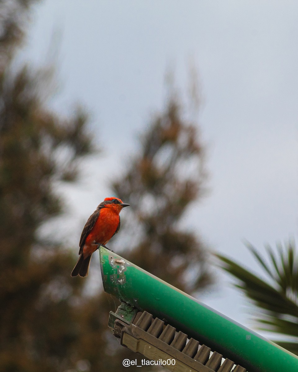 Vermilion Flycatcher - ML638403689