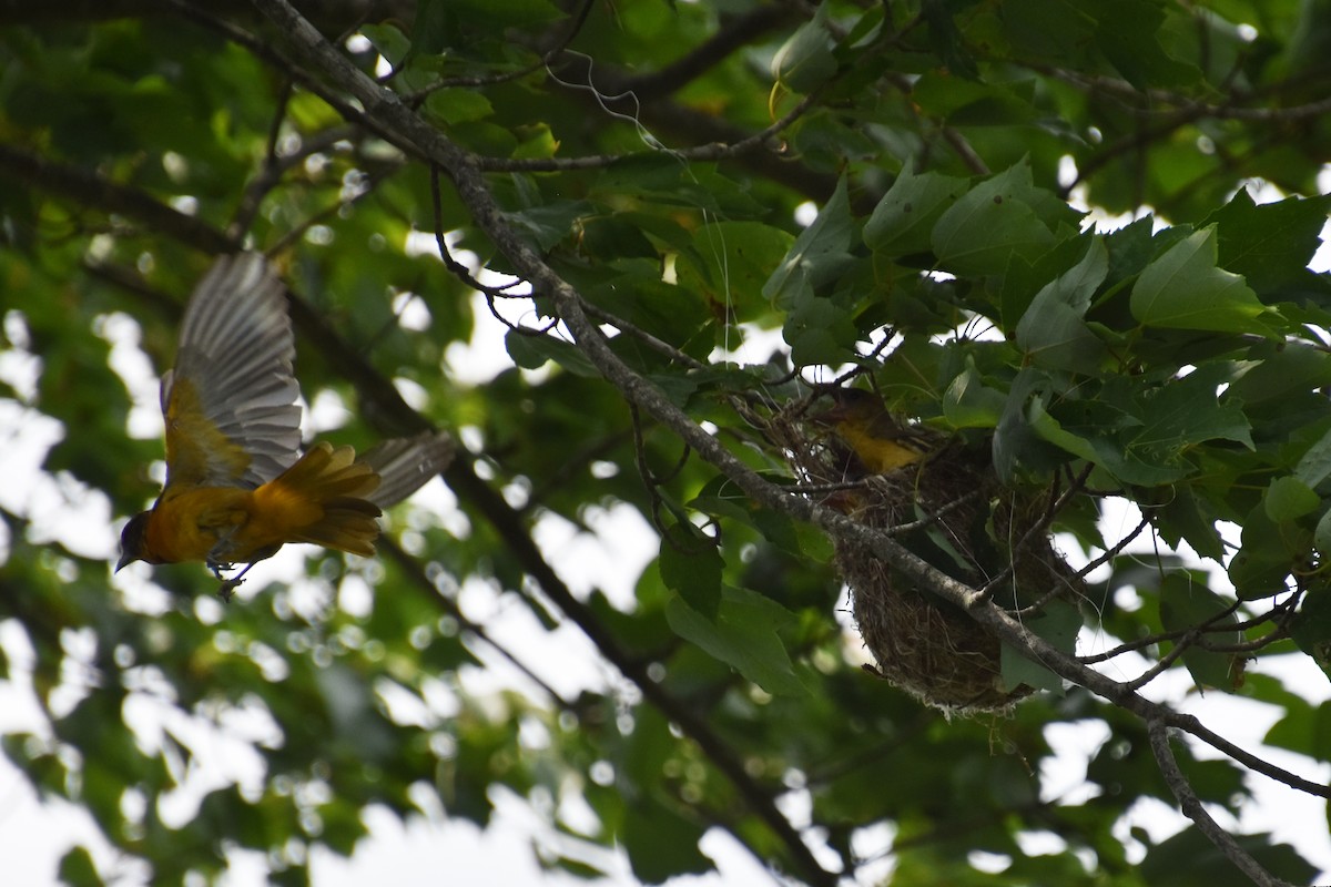Baltimore Oriole - ML638403690