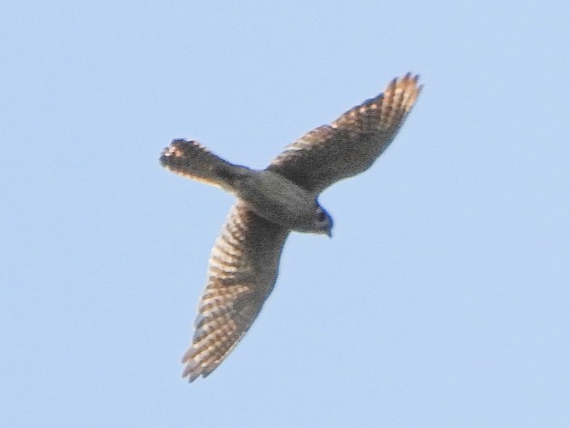 American Kestrel - ML638403712