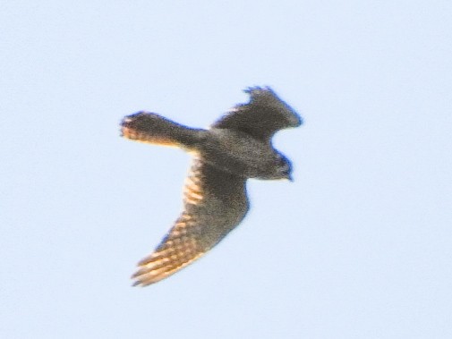 American Kestrel - ML638403713