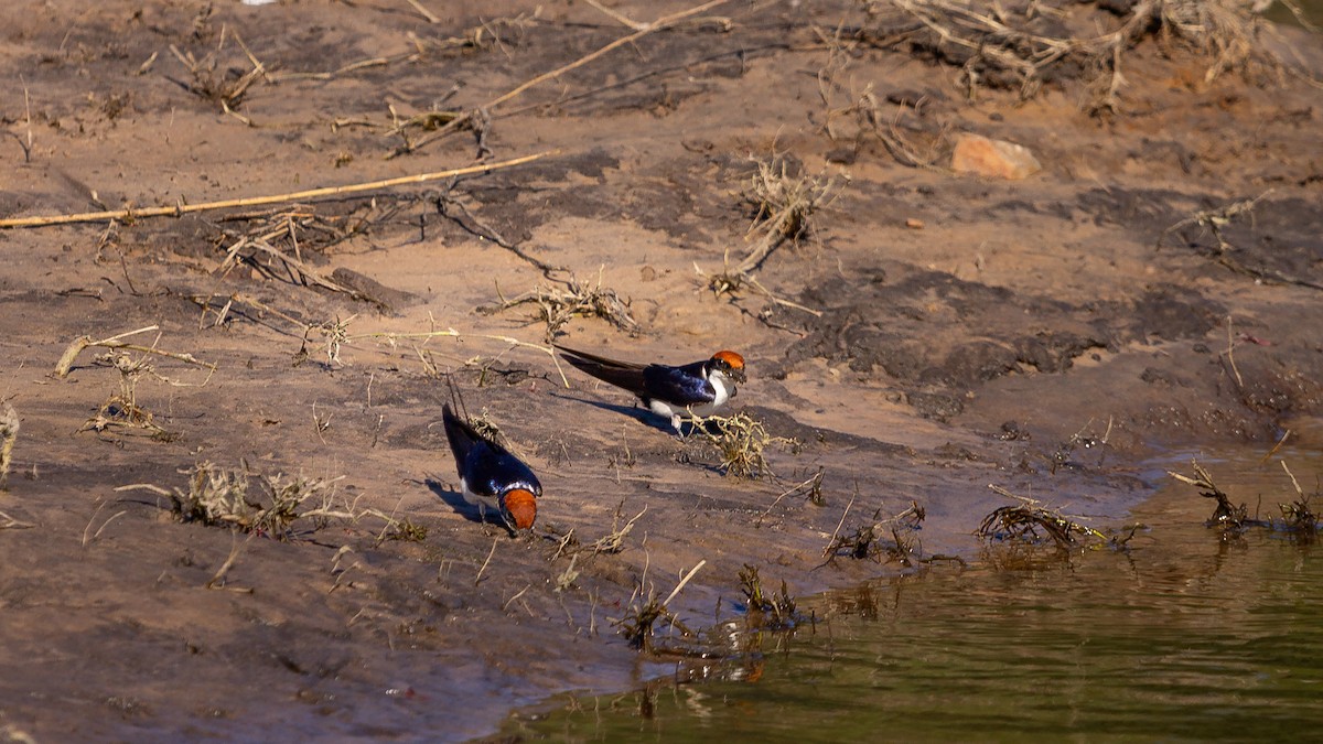 Wire-tailed Swallow - ML638403737